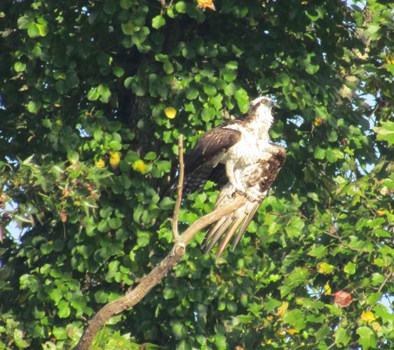 Osprey