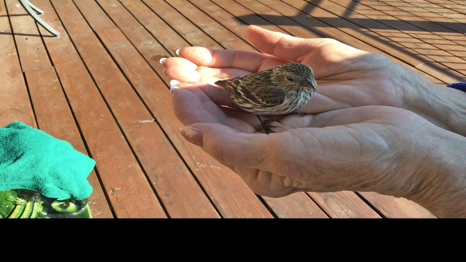 Reader Shares Story About Pine Siskin Rescue Lifestyles