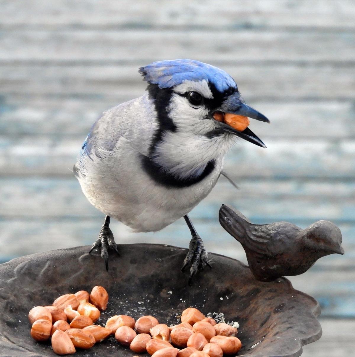 Birds Plan Ahead For Times Of Scarcity Lifestyles