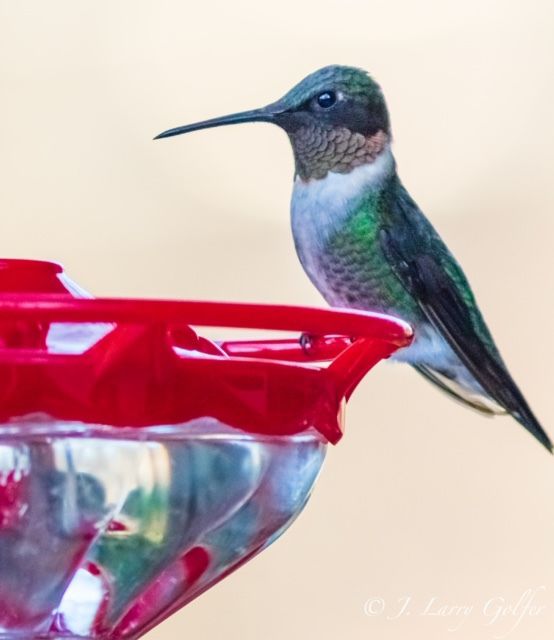 Virginia Woman Hosting Wintering Hummingbird Lifestyles Heraldcourier Com