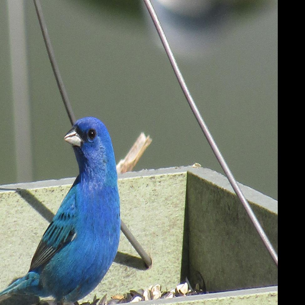 Indigo Buntings Common Summer Bird In Region Lifestyles Heraldcourier Com