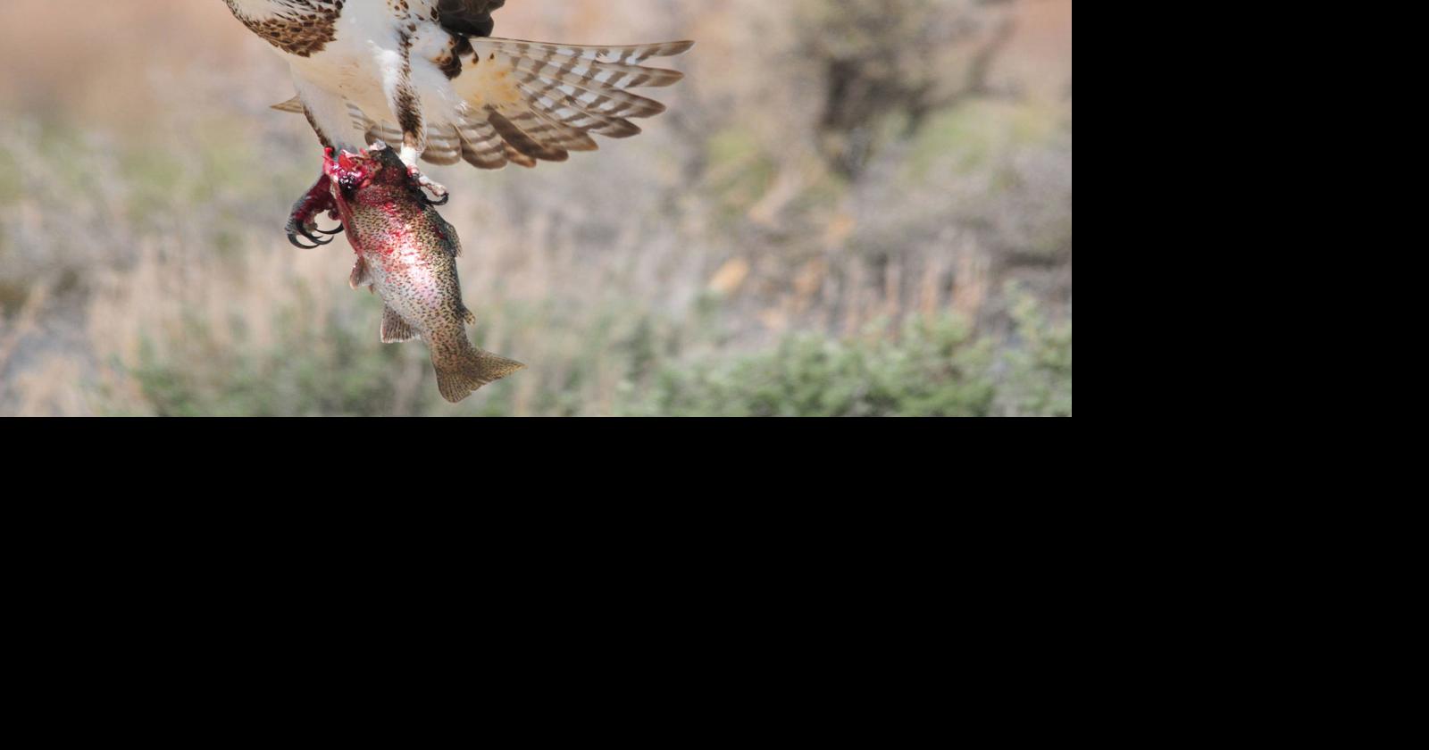 Osprey's fishy diet sets it apart from most raptors