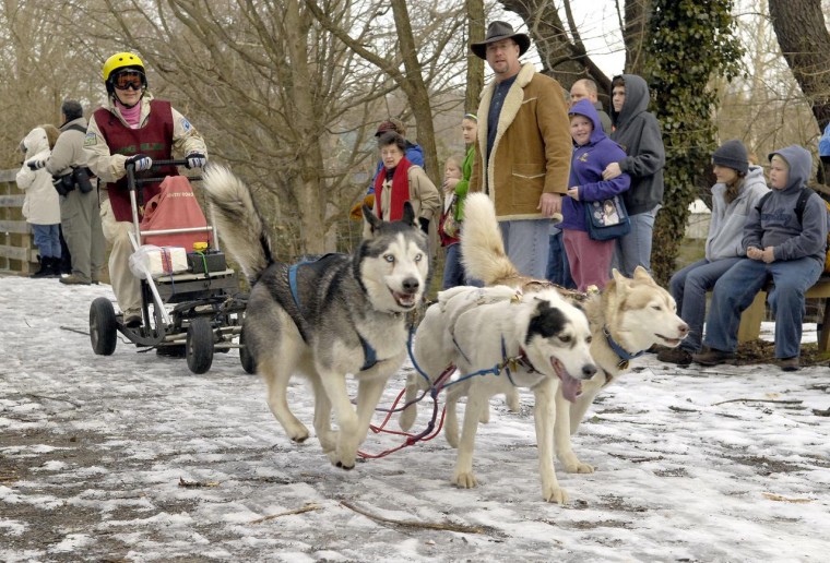 Sled dogs vie in annual serum run reenactment