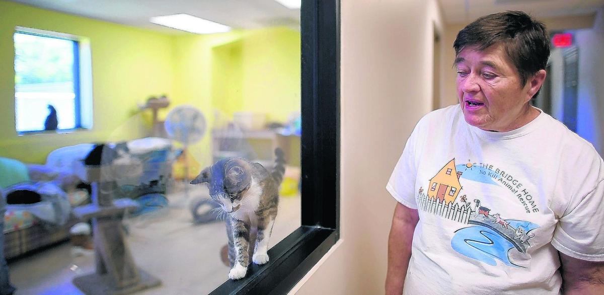 The Bridge Home No Kill Animal Rescue Struggles To Pay Bills