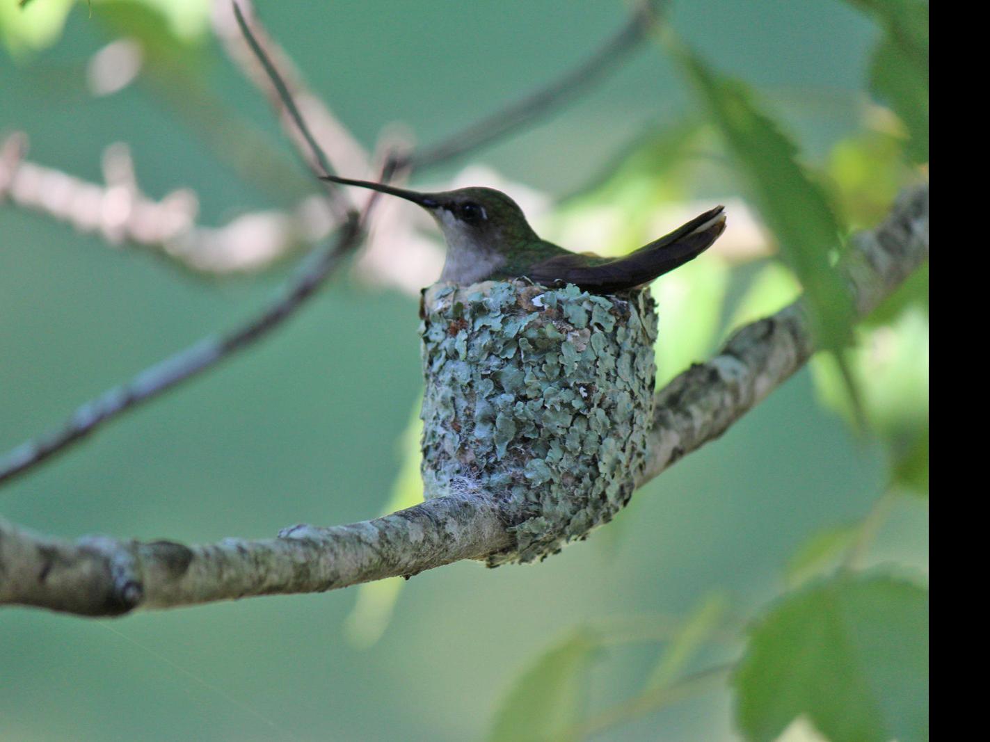 Bluff City woman enjoys glimpse into hummingbird nesting habits |  Lifestyles | heraldcourier.com
