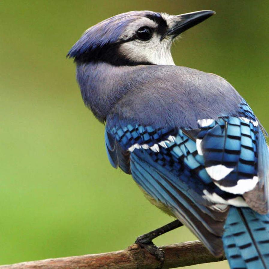 Blue Jays Gather Fall Acorns For Winter S Lean Times Community Heraldcourier Com