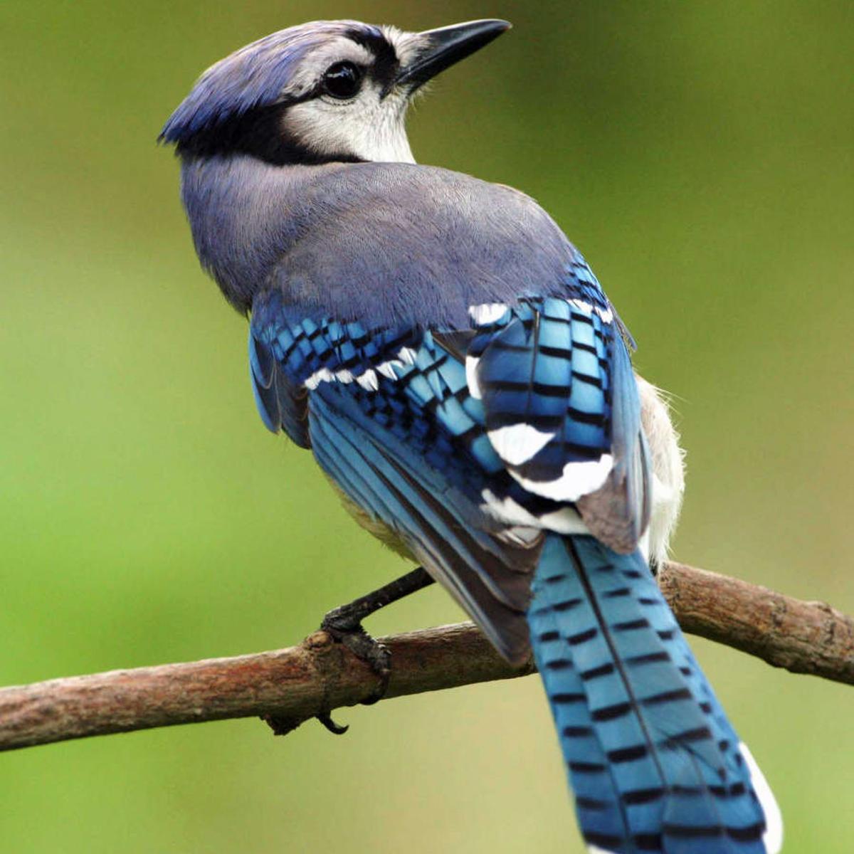 Blue Jays Gather Fall Acorns For Winter S Lean Times Community Heraldcourier Com Blue Jays Gather Fall Acorns For Winter S Lean Times Community Heraldcourier Com