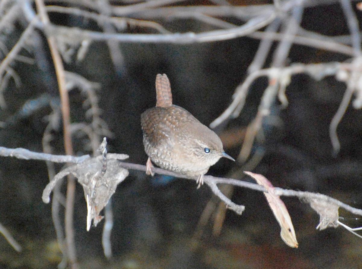 Winter Wren One Of The Season S Low Profile Visitors Lifestyles