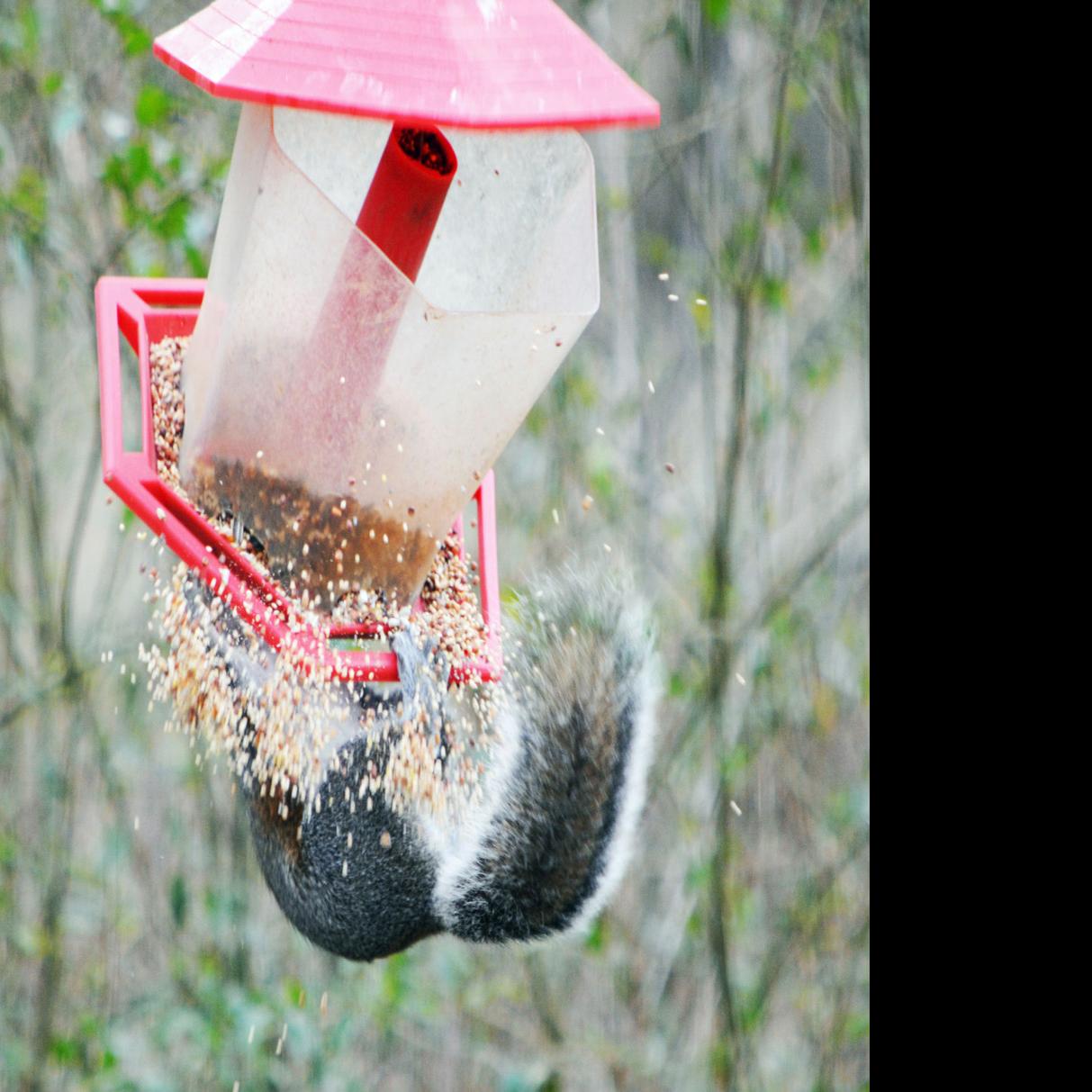 Feeding Birds Can Draw Some Unwelcome Guests Lifestyles Heraldcourier Com