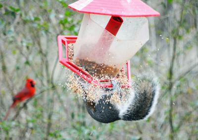Feeding Birds Can Draw Some Unwelcome Guests Lifestyles
