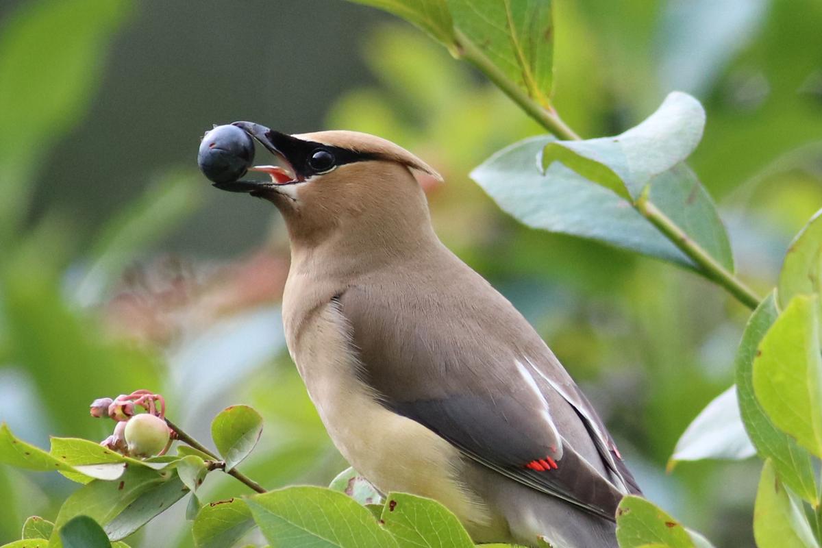 Sleek Elegance Of Cedar Waxwing Wins Fans Lifestyles