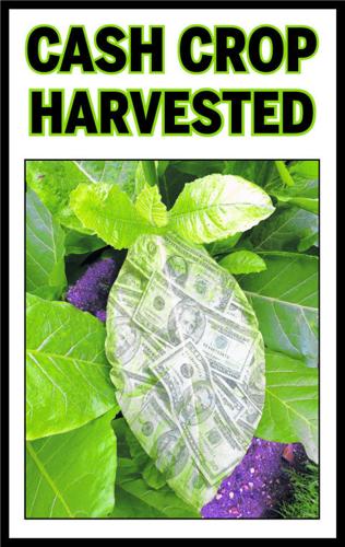 cash crops tobacco