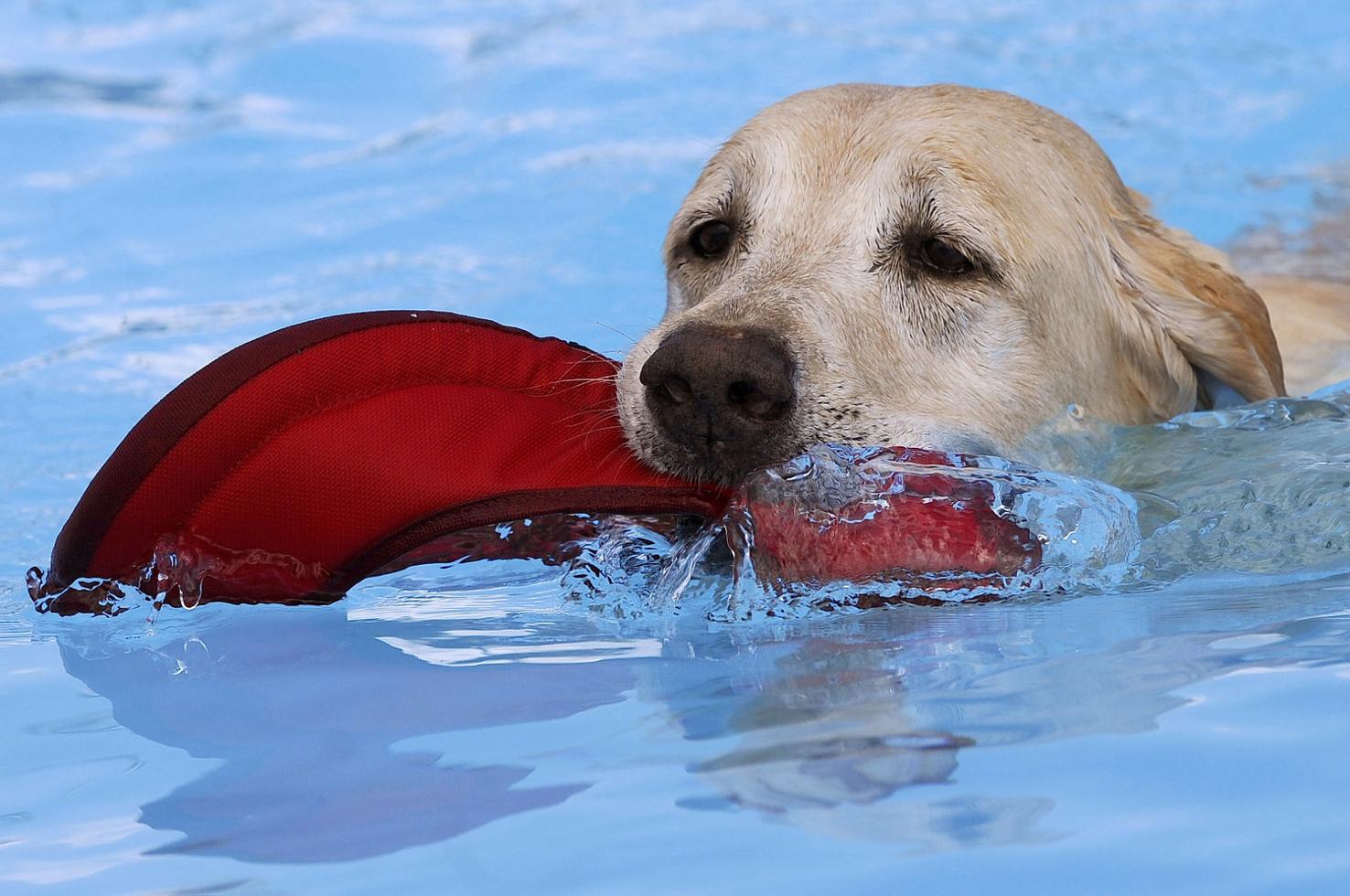 Haynesfield Pool Doggie Swim | Galleries | heraldcourier.com