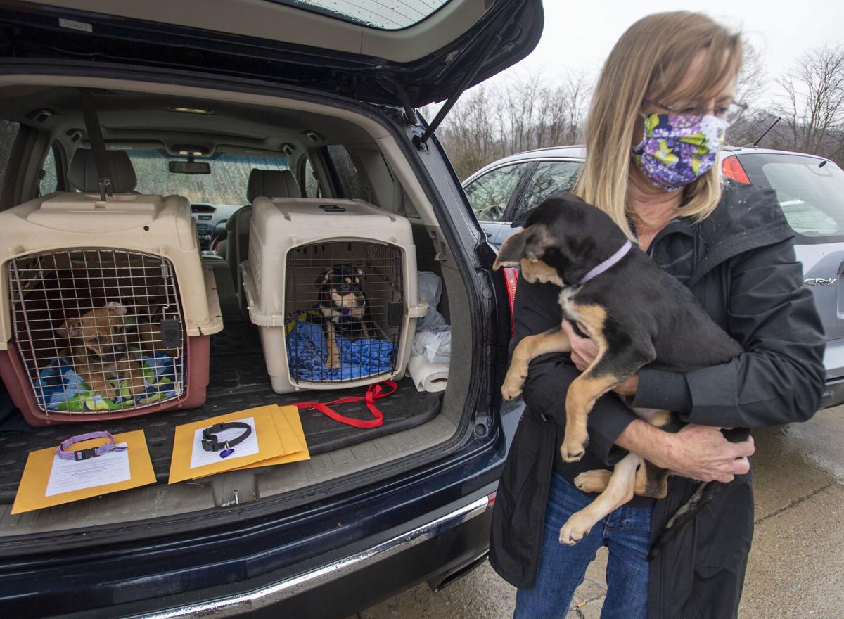 Rescue organizations help Sullivan shelter send animals to homes