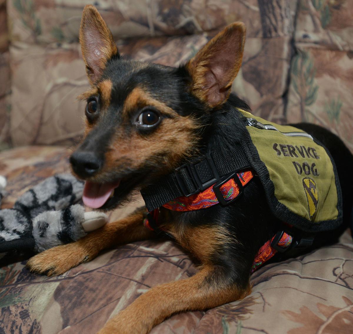 Service Dog Helps Bring Peace Healing To War Veteran With Ptsd Latest Headlines Heraldcourier Com