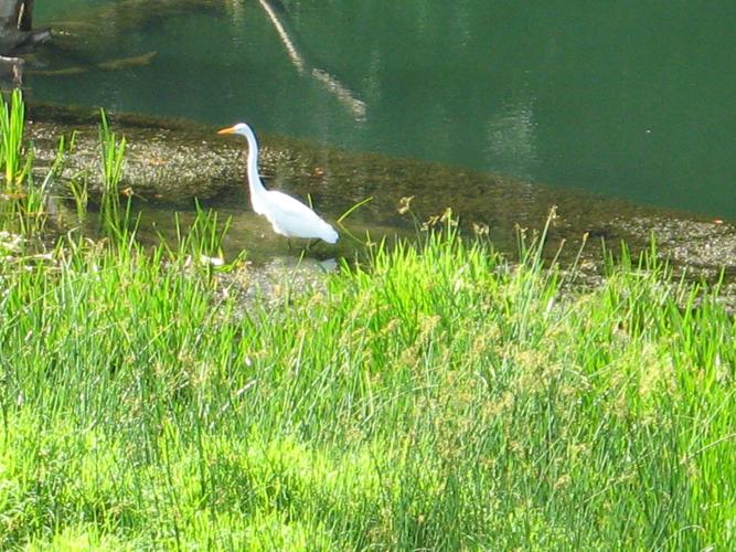 Egret_SUSAN.JPG