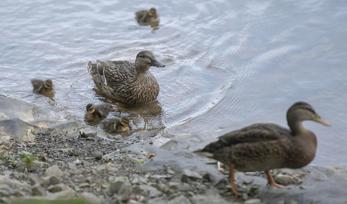 Duck and dodge: Council may ban waterfowl feeding