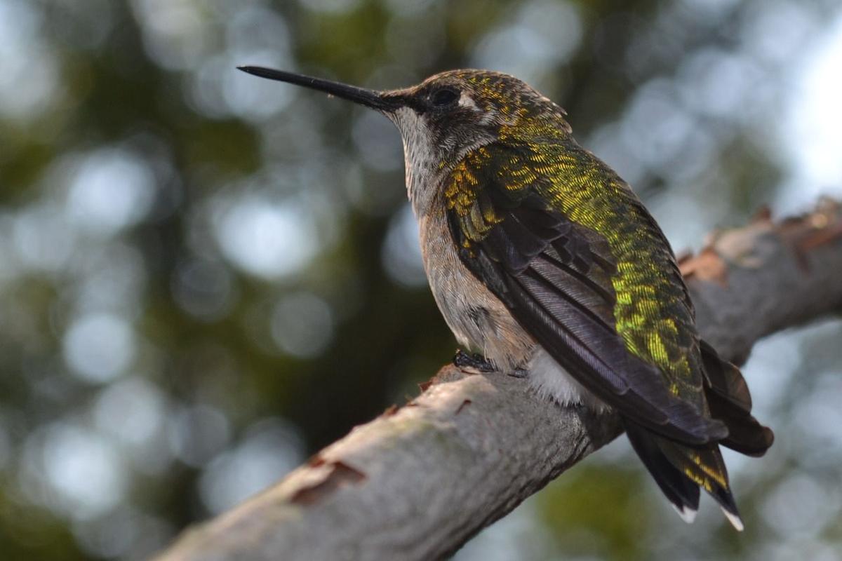 Virginia Woman Hosting Wintering Hummingbird Lifestyles