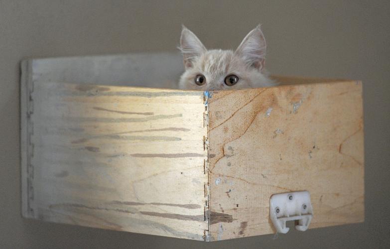 Cat Rescue Adoption