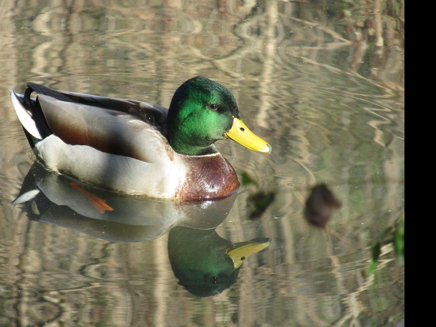 Good Intentions Could Have Ill Effects For Ducks Geese