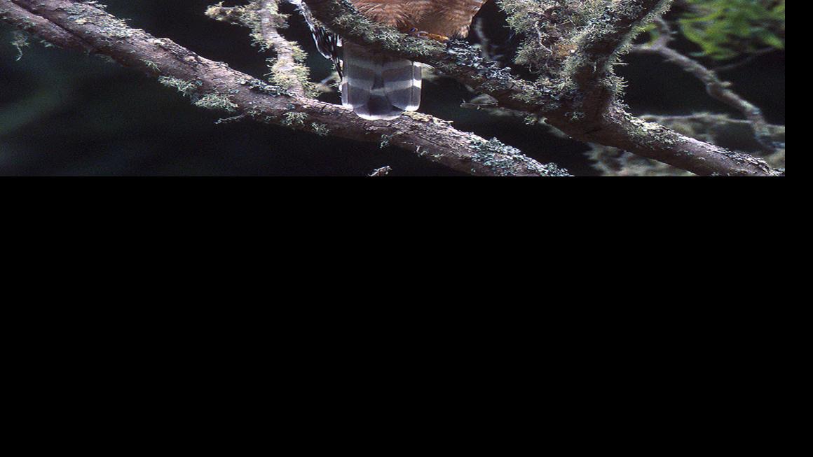 Red Shouldered Hawk Fascinating If Shy Guest Lifestyles Heraldcourier Com