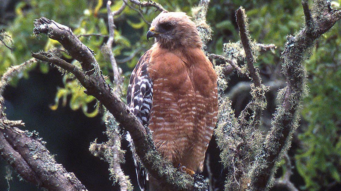 Red Shouldered Hawk Fascinating If Shy Guest Lifestyles Heraldcourier Com Red Shouldered Hawk Fascinating If Shy Guest Lifestyles Heraldcourier Com
