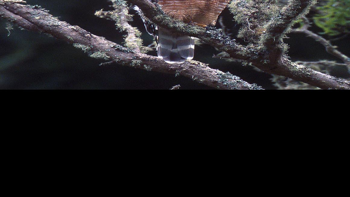 Red Shouldered Hawk Fascinating If Shy Guest Lifestyles Heraldcourier Com