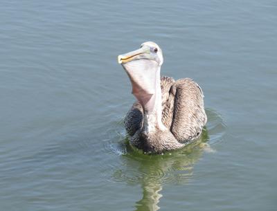 For the Birds | Pelicans