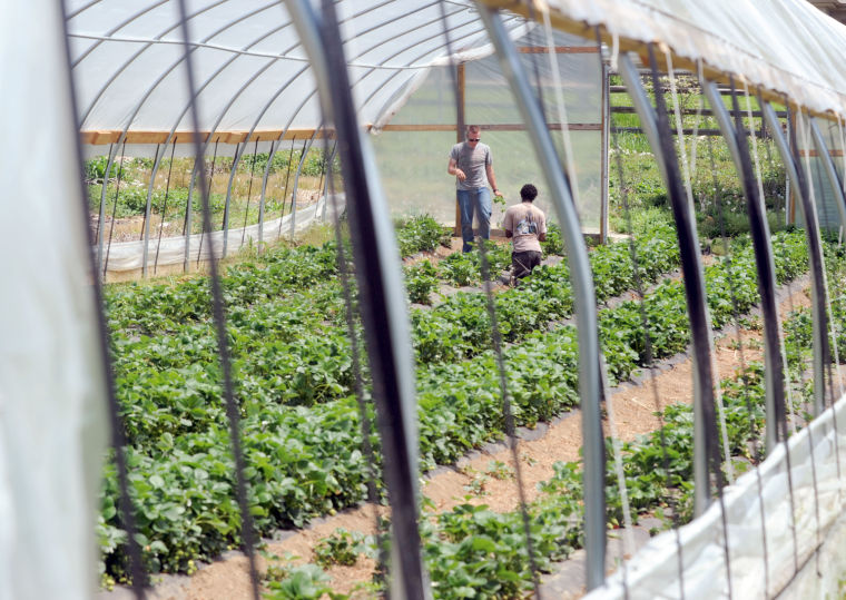 U.S. census charts growth of Virginia farm products