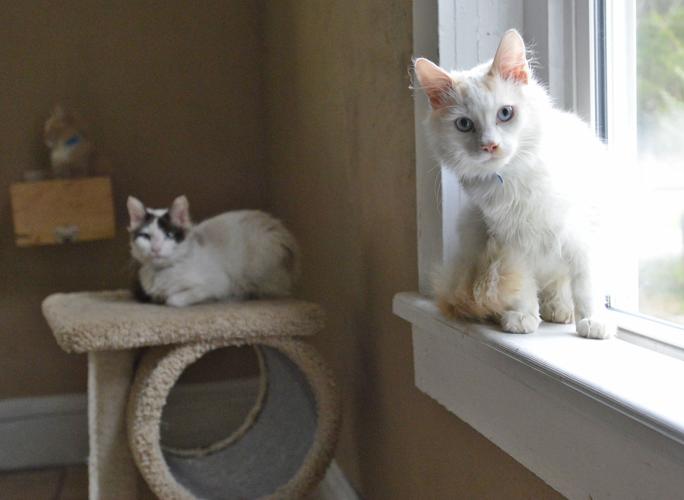 Cat Rescue Adoption