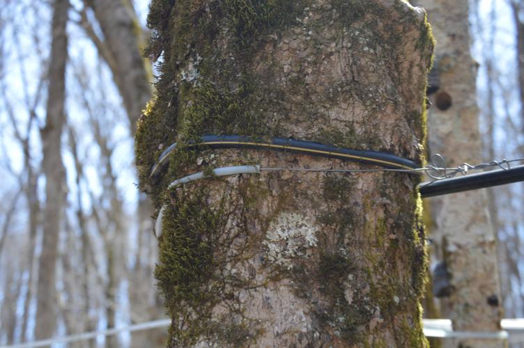 Whitetop taps trees for sugar water to be made into maple syrup for