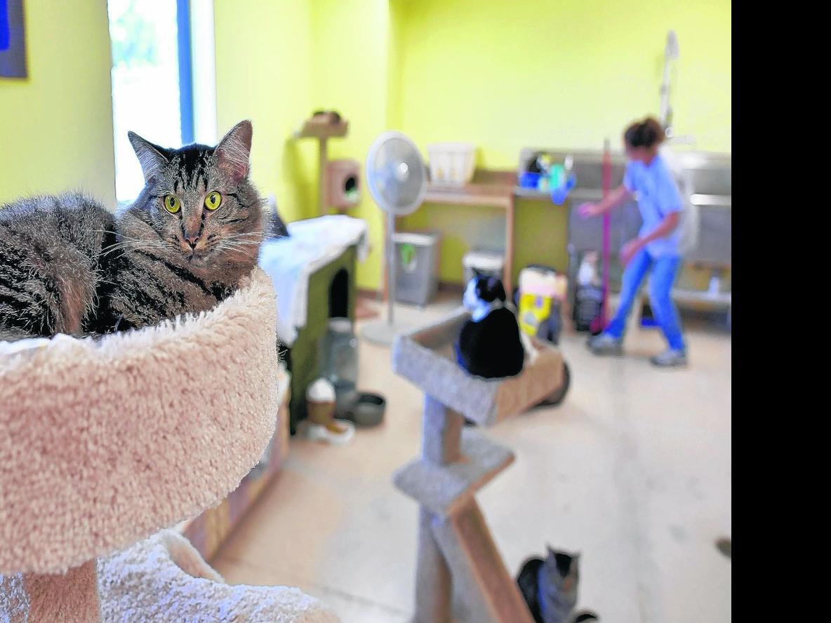 The Bridge Home No Kill Animal Rescue Struggles To Pay Bills Local News Heraldcourier Com