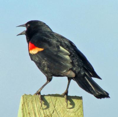 Black Bird With Red Under Wings 2