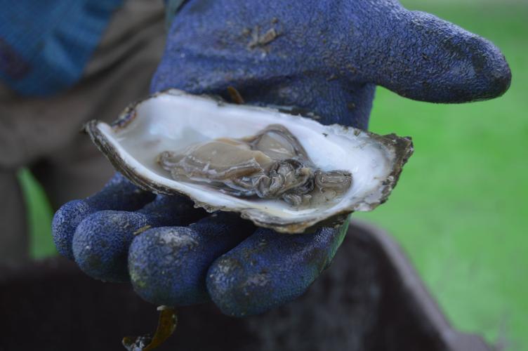 Wild Oyster