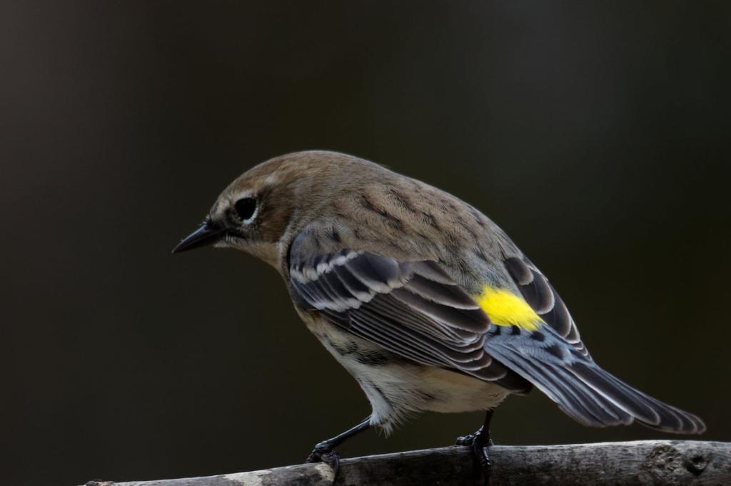 Yellow Rumped Warblers Wild About Poison Ivy Berries Lifestyles