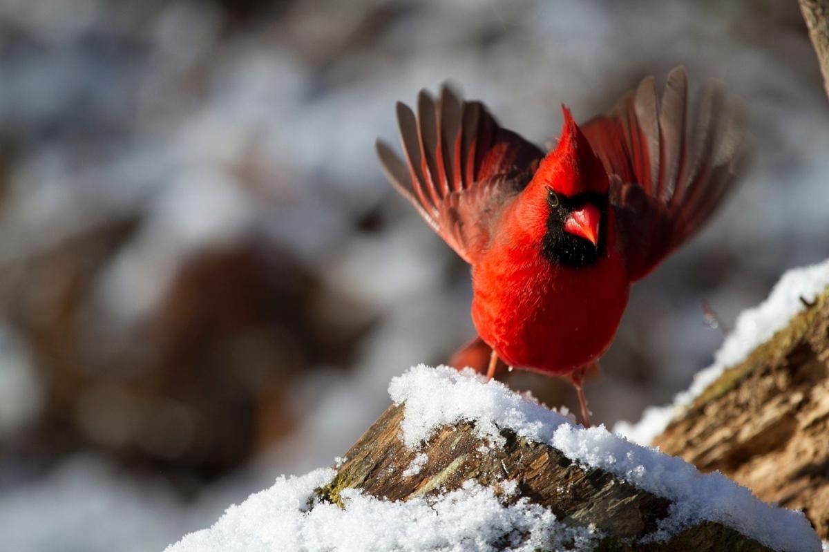 cardinal bird in winter