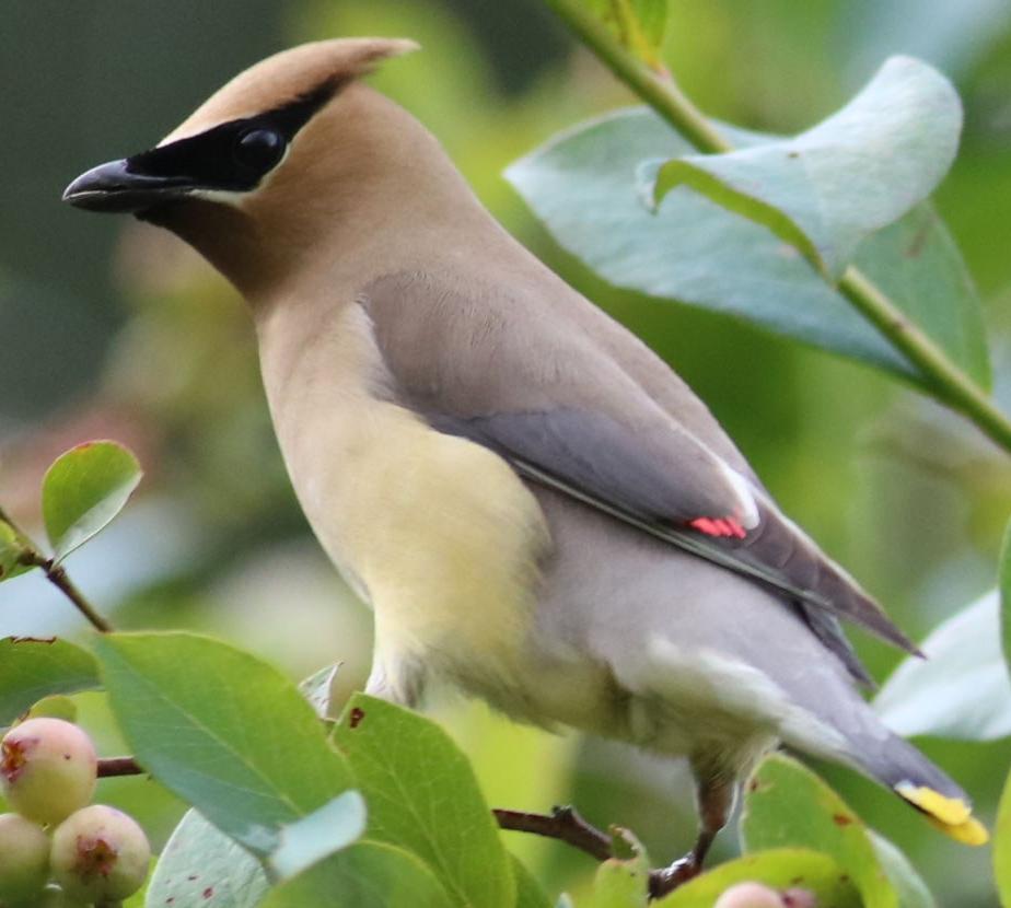 Sleek elegance of cedar waxwing wins fans Lifestyles