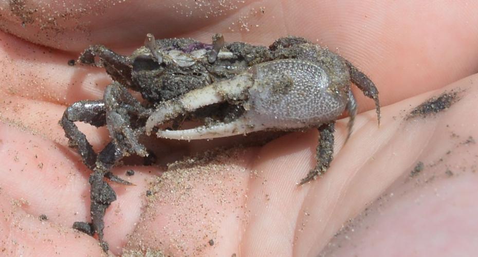 Fiddler Crab