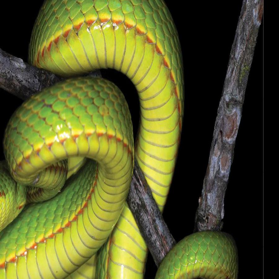 Scientists Name Newly Discovered Snake After Harry Potter Character Salazar Slytherin National News Heraldcourier Com