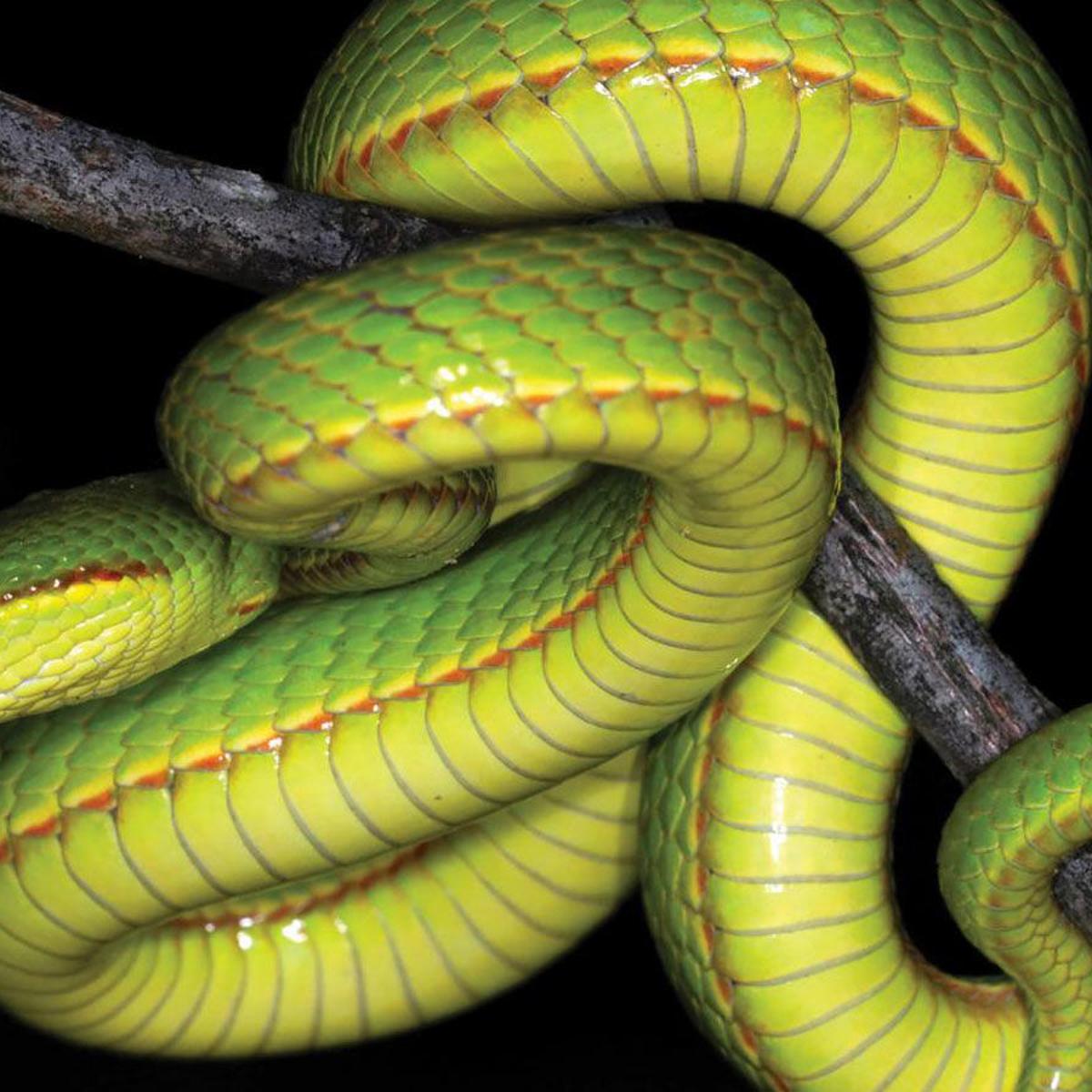 Scientists Name Newly Discovered Snake After Harry Potter Character Salazar Slytherin National News Heraldcourier Com