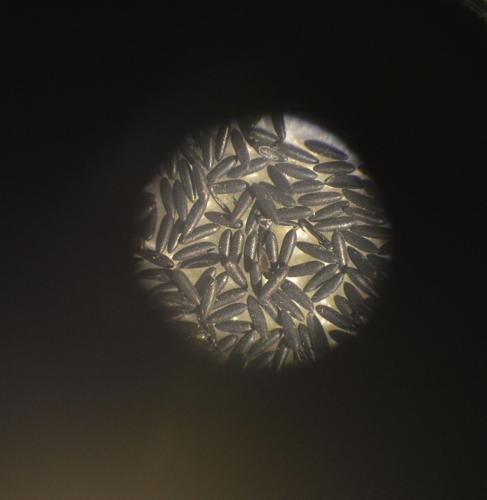 Zika Update 04