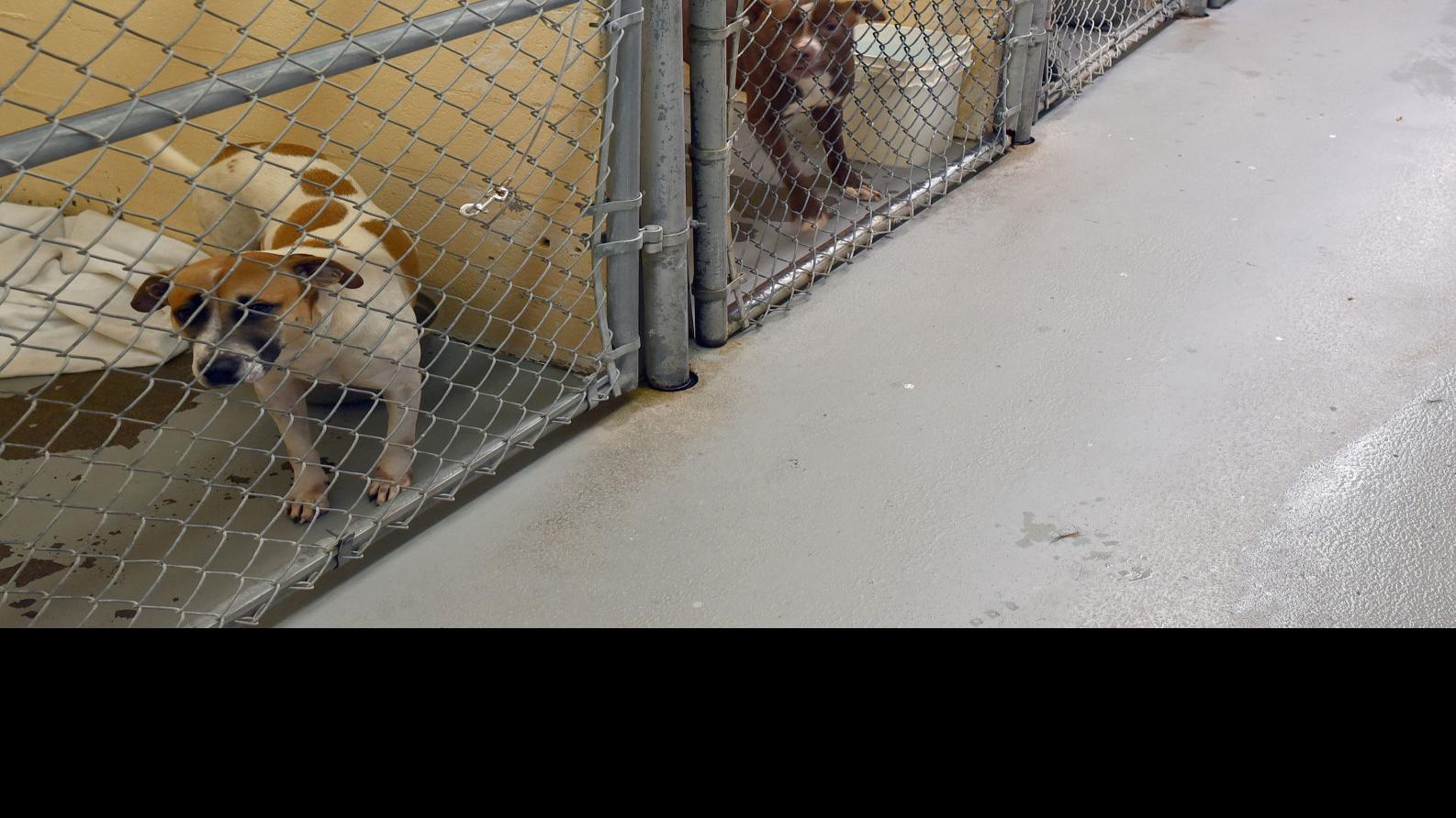 No Dogs Euthanized Due To Lack Of Space At Sbk Shelters Over Past