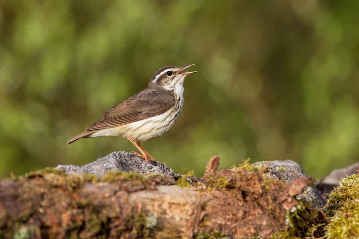 Reader’s mystery bird turns out to be a Louisiana waterthrush | Lifestyles | 0
