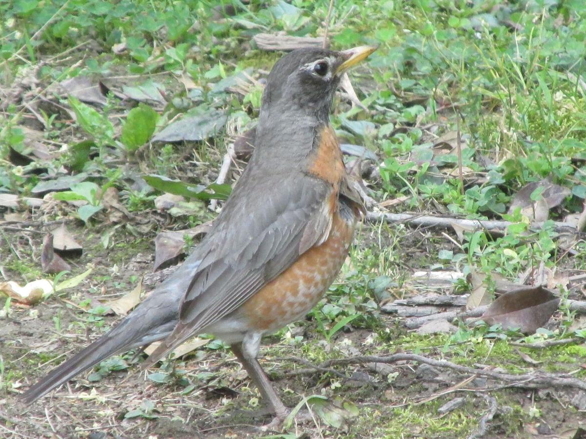 Reflections Trigger Aggressive Behavior In Robins Other