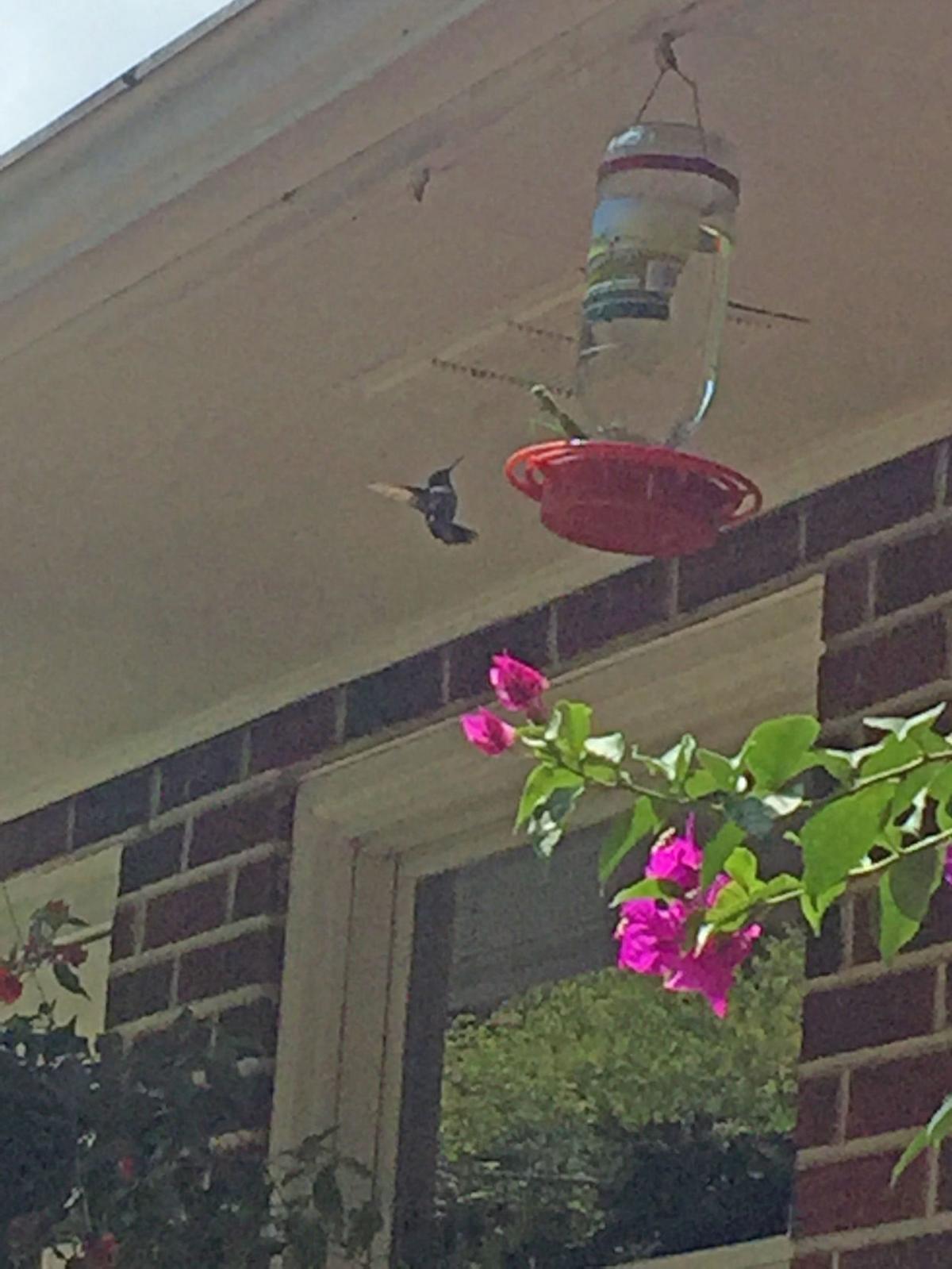 It S A Big Bad World For Tiny Hummingbirds Lifestyles