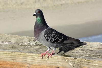 Pigeons Doves Feature One Famous Family Member Lifestyles