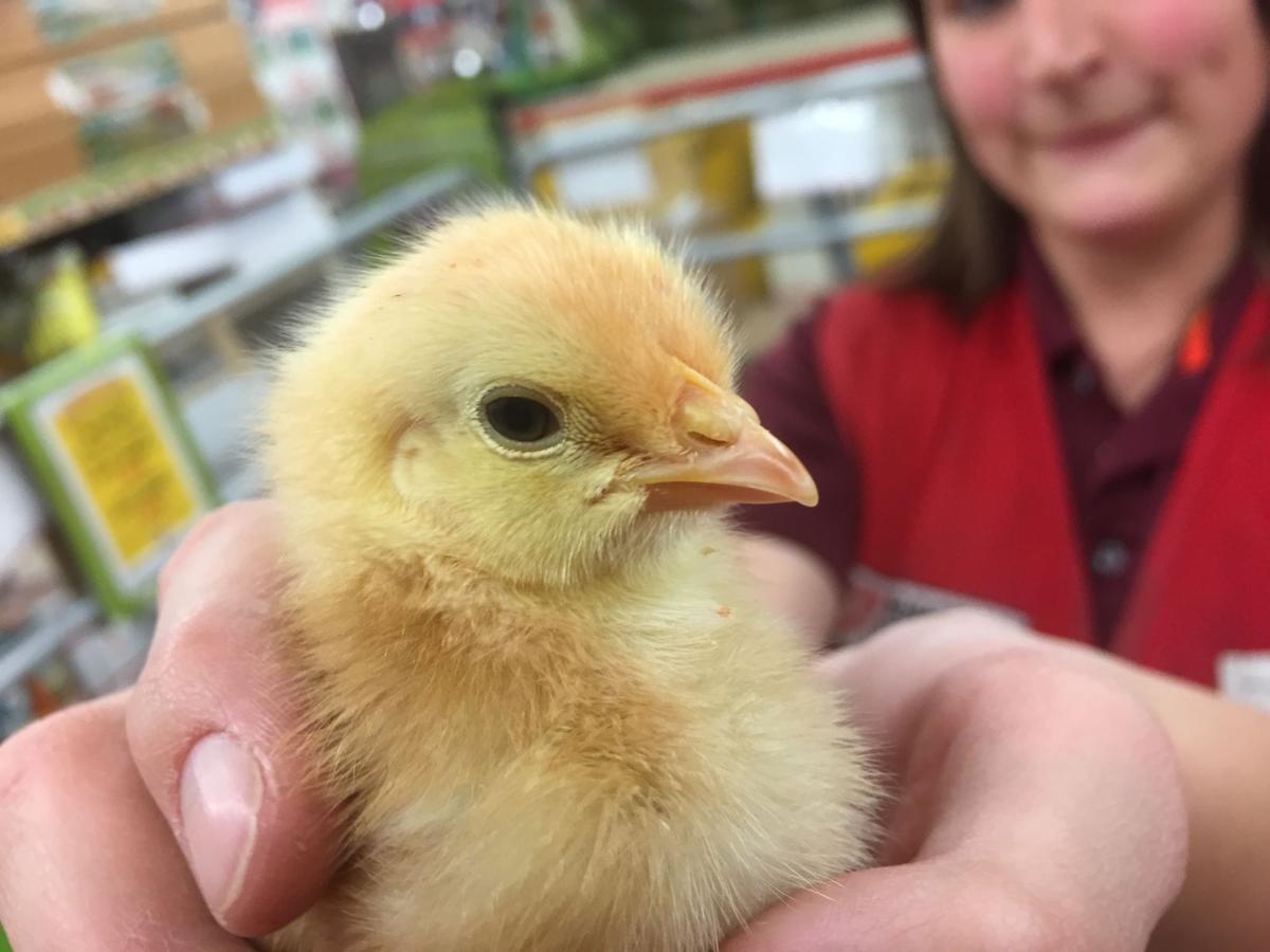 Baby chicks at agriculture supply stores around region this spring