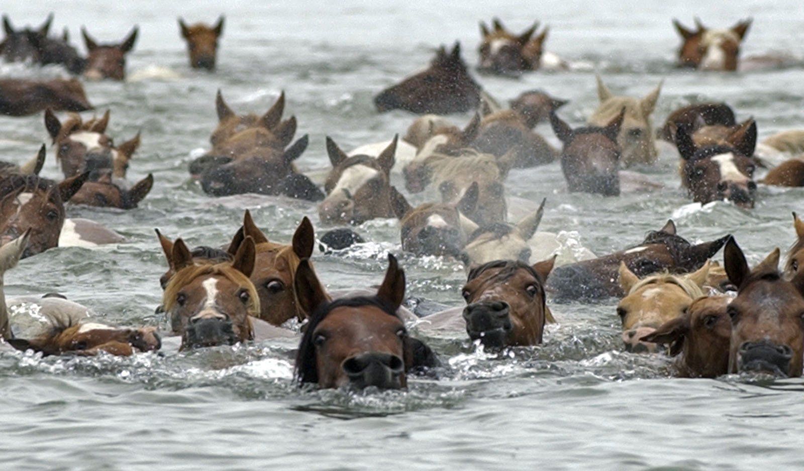 Chincoteague pony swim cancelled again because of pandemic image