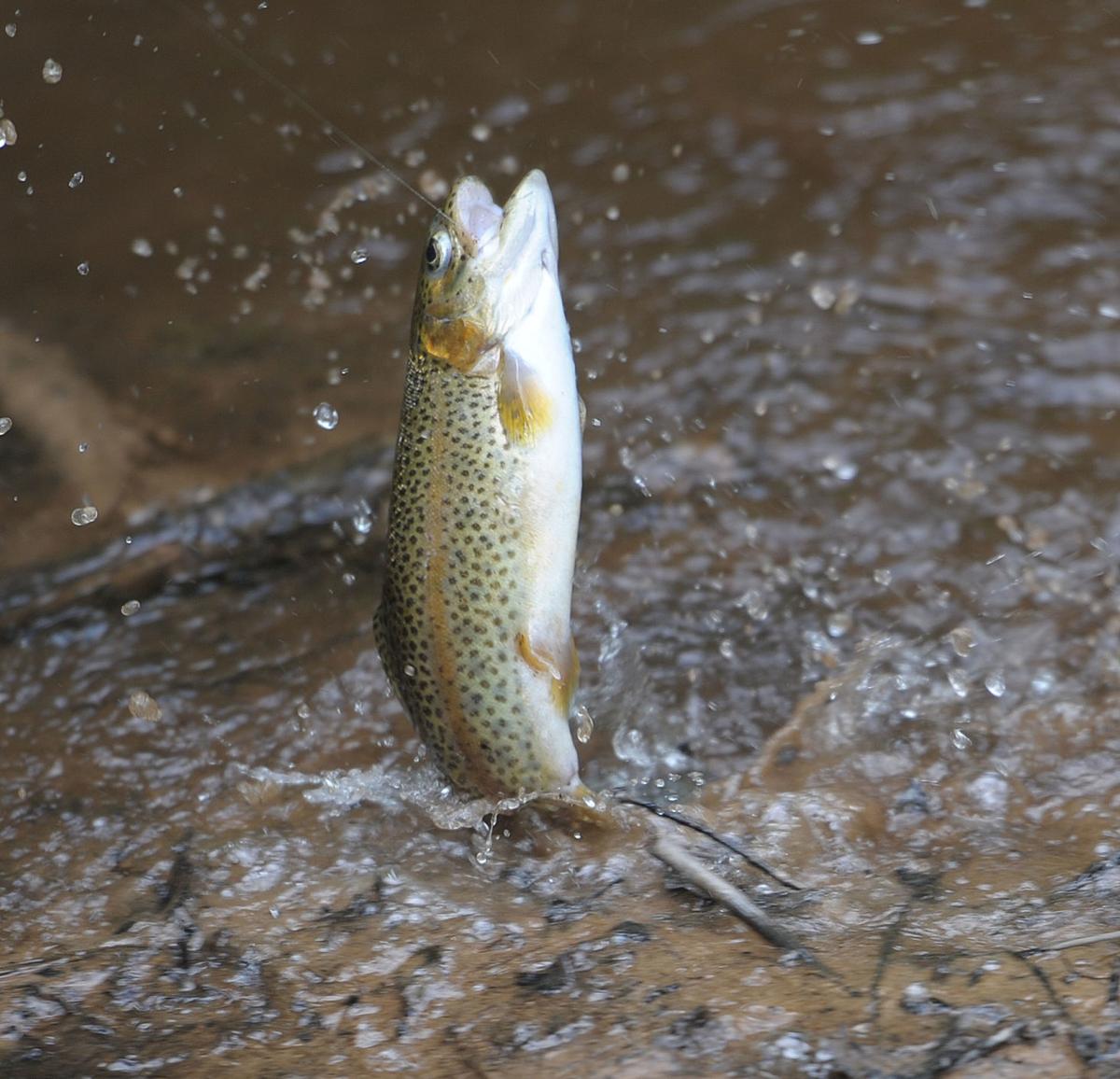 Agency unveils barrierfree fishing trails for Big Tumbling Creek