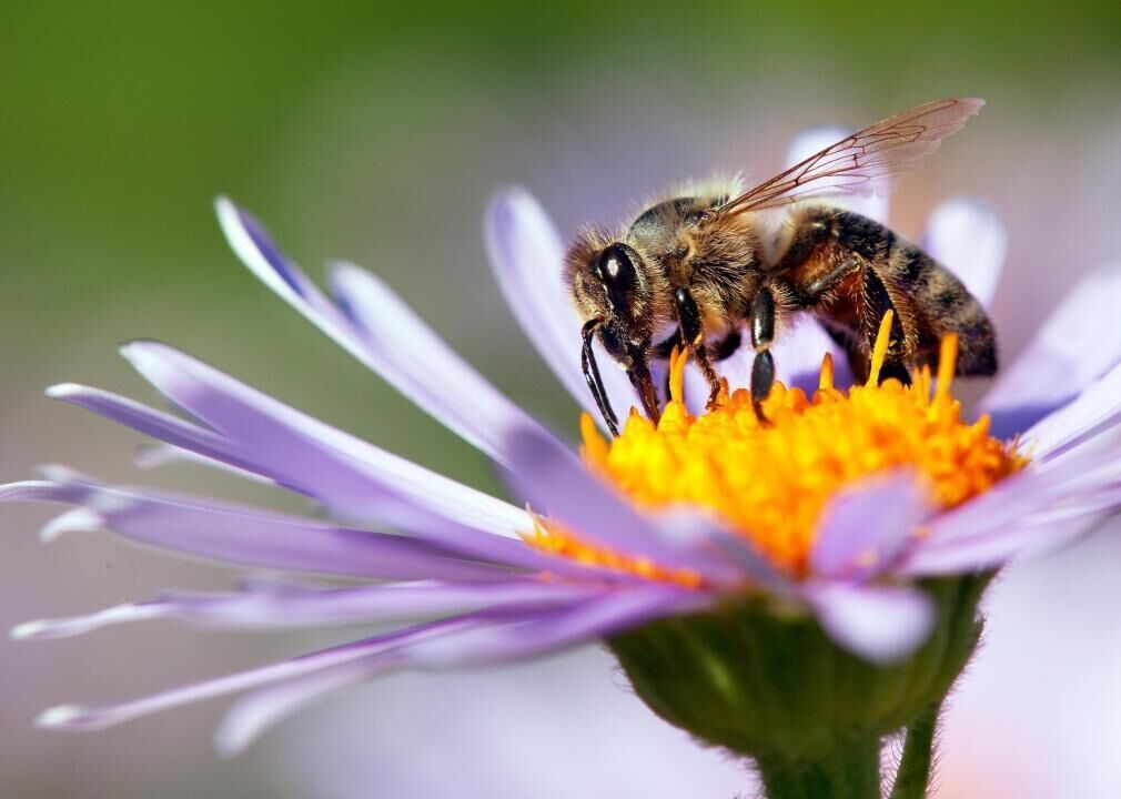 Nearly half of US honeybee colonies died last year. Beekeepers managed to  rebuild